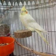 عروس هلندی 7 ماهه. خیلی آروم