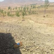 2500 متر زمین باغ سنددار