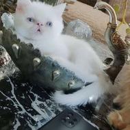 بچه گربه اسکاتیش سفیدسه ماهه