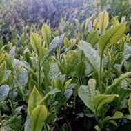 چای ایرانی در تناژ بالا