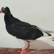 جوجه تازه دونخور دستی