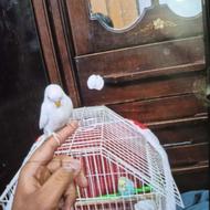 3 عدد مرغ عشق