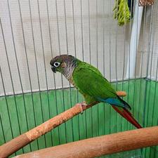 طوطی گرینچیک