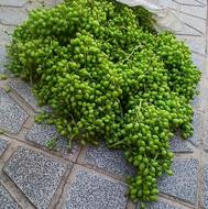 غوره عسگری وفرخی درجه 1