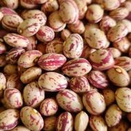 لوبیا چیتی خمین صالح اعلا
