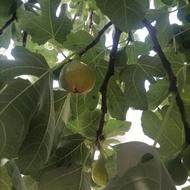 انجیر تازه و رسیده