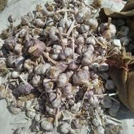 سیر سیر سیر