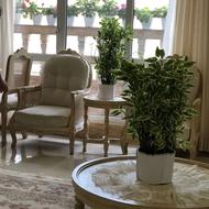 گل طبیعی آپارتمانی