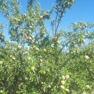 بادام سبز کاغدی ابهر جاده اسپاس