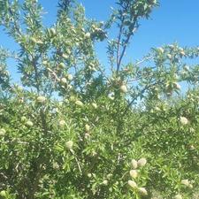 بادام سبز کاغدی ابهر جاده اسپاس