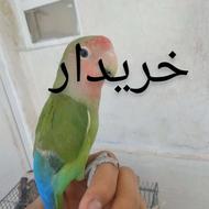خریدار عروس یا کوتوله دستی
