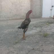 خروس لاری شش دانگ