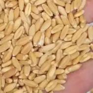 گندم درجه 1 همدان درشت تمیز