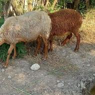میش با بره نر سیلک