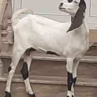 ماده بز جوان نژادار