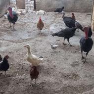 بوقلمون مرغ خروس