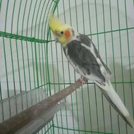 عروس هلندی نر .ماده