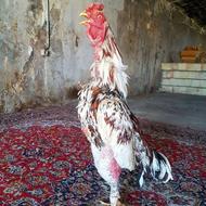 خروس لاری ندید