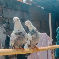 کبوتر پرشی ساعت سنگین