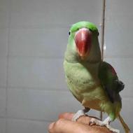 شاه طوطی ماده