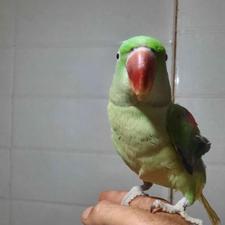 شاه طوطی ماده