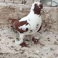 ماده فروشی خشکل