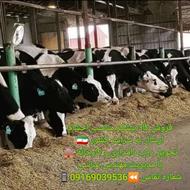 نهاده دام مرغوب کاه