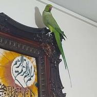 طوطی ملنگو وحشی