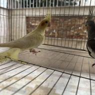 طوطی عروس هلندی