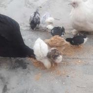 جوجه برهما