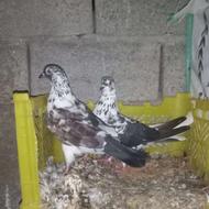 کبوتر دونه ای 400