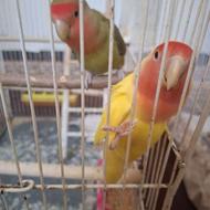 یک جفت کوتوله