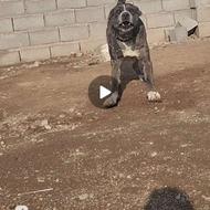 سگ مخصوص نگهبانی