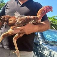 خروس لاری اصیل افغان