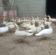 اردک اسراییلی/خارجی سفید