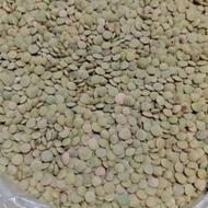 عدس مرغوب محلی مغان