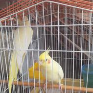 یک جفت عروس هلندی