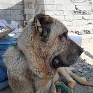 واگذار سگ سرابی