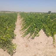 باغ انگور 4 ساله