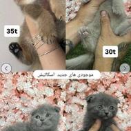 توله گربه اسکاتیش کیفیت وارداتی