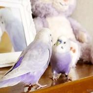 خریدار مرغ عشق عمده