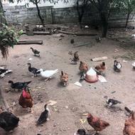 به علت جابجایی مکانی