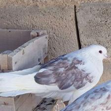 کبوتر زیبا سره حال