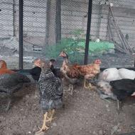 جوجه محلی اصیل کرچ شو