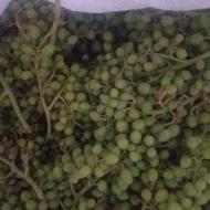 غوره برای آب گیری