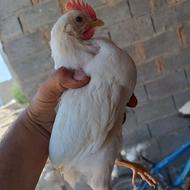 جوجه خروس لگهورن