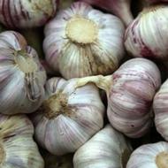 سیر تازه و محلی