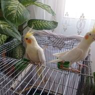 عروس هلندی زعفرونی