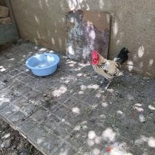 خروس ژاد سلطان جنگی جوان وسالم