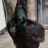 مرغ لاری سیاه خالص